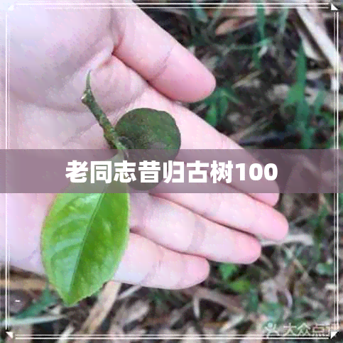 老同志昔归古树100