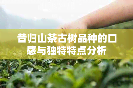 昔归山茶古树品种的口感与独特特点分析