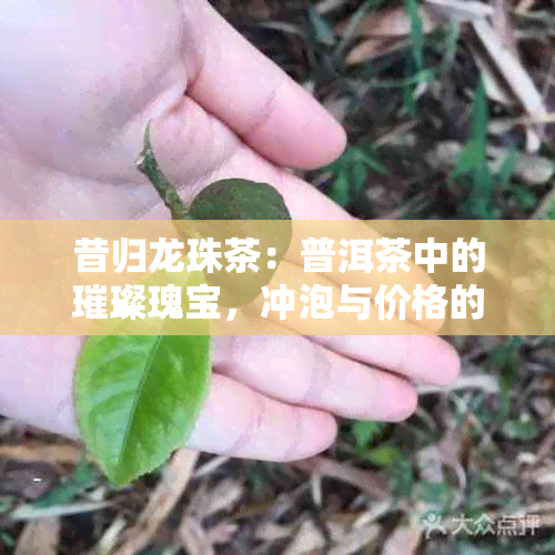 昔归龙珠茶：普洱茶中的璀璨瑰宝，冲泡与价格的完美融合