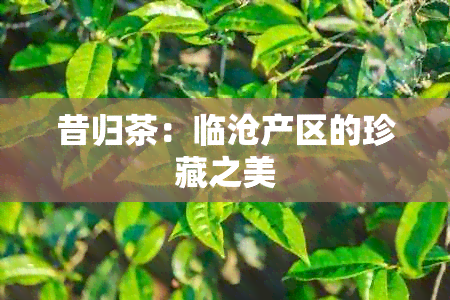 昔归茶：临沧产区的珍藏之美