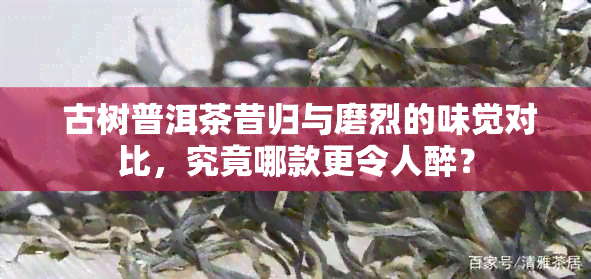  古树普洱茶昔归与磨烈的味觉对比，究竟哪款更令人醉？