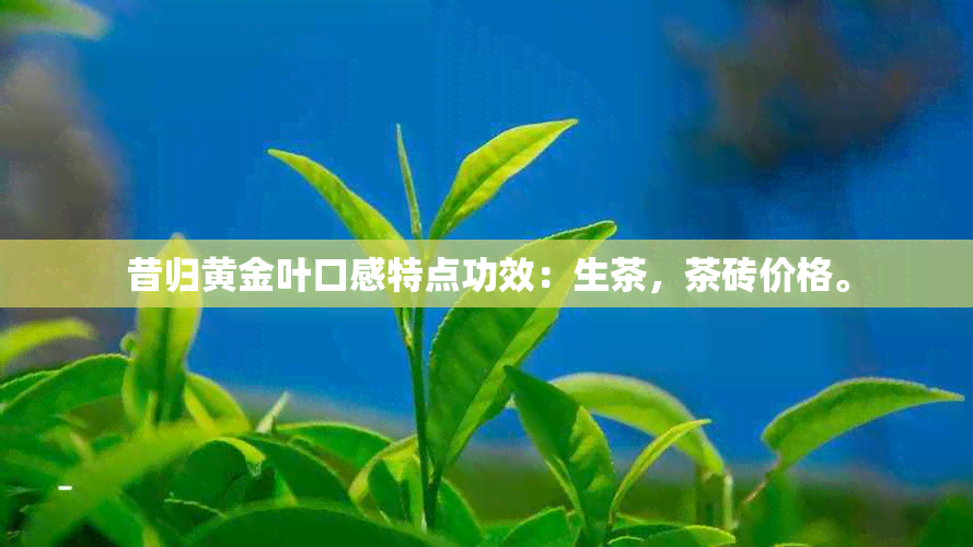 昔归黄金叶口感特点功效：生茶，茶砖价格。