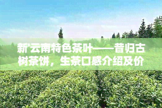 新'云南特色茶叶——昔归古树茶饼，生茶口感介绍及价格行情分析'