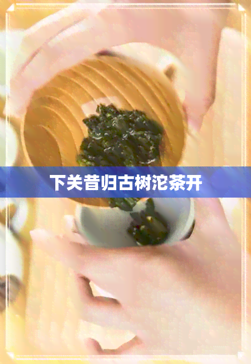 下关昔归古树沱茶开