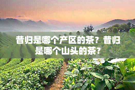 昔归是哪个产区的茶？昔归是哪个山头的茶？