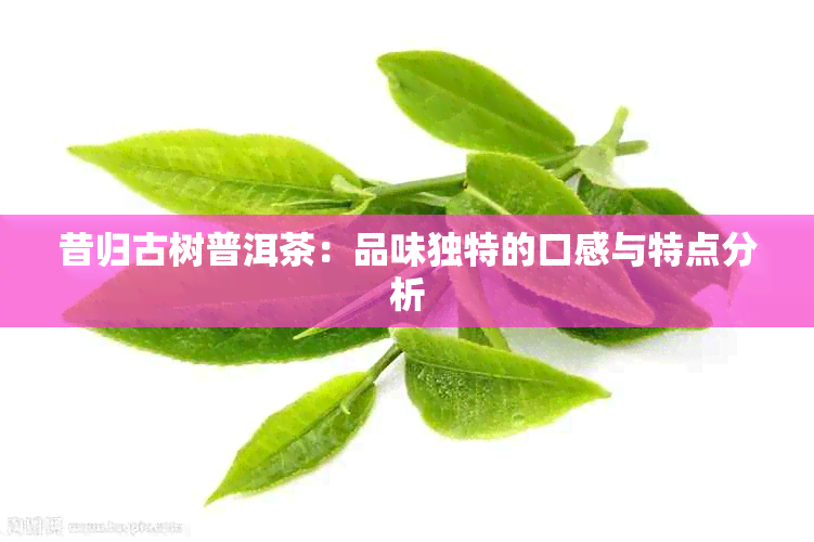 昔归古树普洱茶：品味独特的口感与特点分析