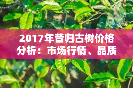 2017年昔归古树价格分析：市场行情、品质优劣及购买建议全解析