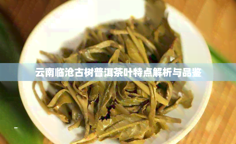 云南临沧古树普洱茶叶特点解析与品鉴