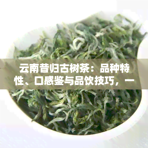 云南昔归古树茶：品种特性、口感鉴与品饮技巧，一文全面解析