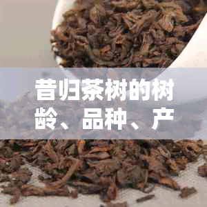 昔归茶树的树龄、品种、产地、制作工艺及其口感特点详解