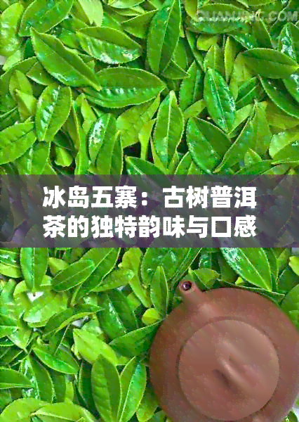 冰岛五寨：古树普洱茶的独特韵味与口感体验