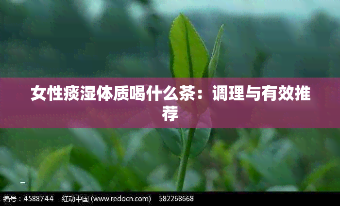 女性痰湿体质喝什么茶：调理与有效推荐