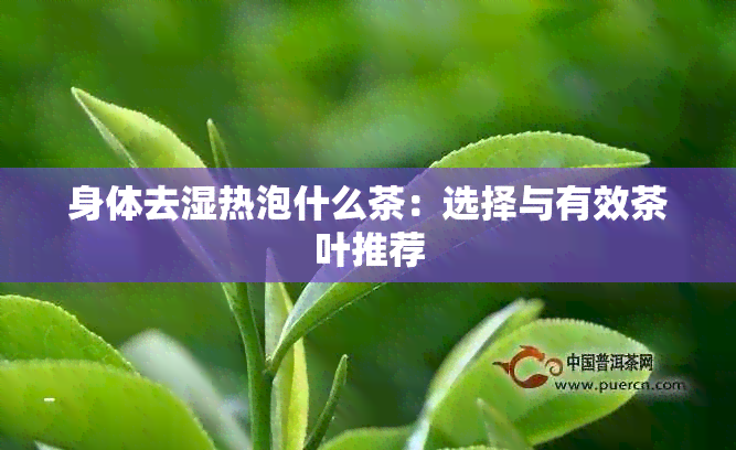 身体去湿热泡什么茶：选择与有效茶叶推荐