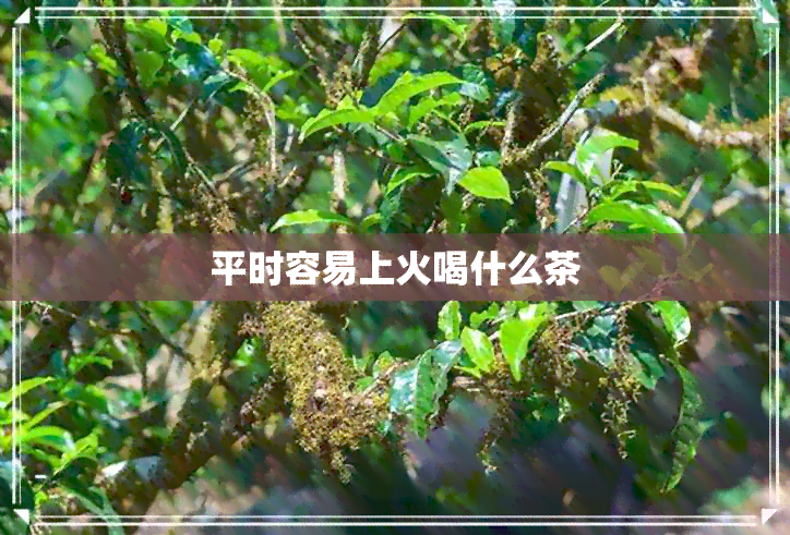 平时容易上火喝什么茶