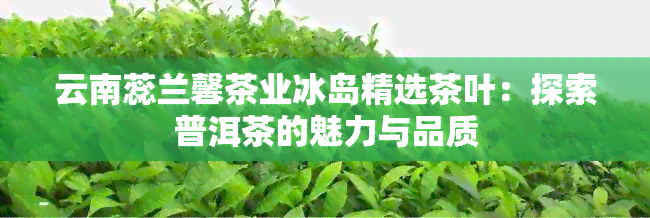 云南蕊兰馨茶业冰岛精选茶叶：探索普洱茶的魅力与品质