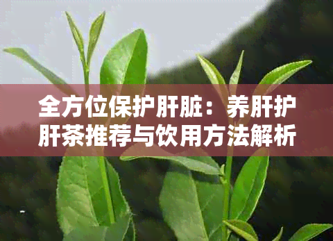 全方位保护肝脏：养肝护肝茶推荐与饮用方法解析，告别肝脏困扰