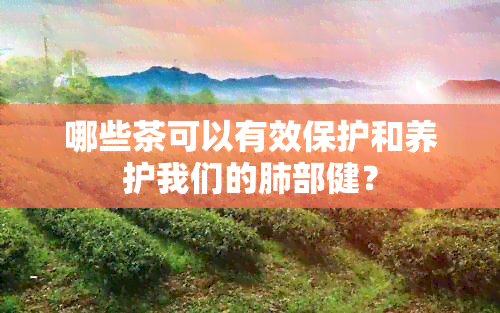 哪些茶可以有效保护和养护我们的肺部健？