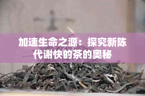 加速生命之源：探究新陈代谢快的茶的奥秘