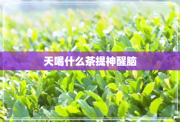 天喝什么茶提神醒脑