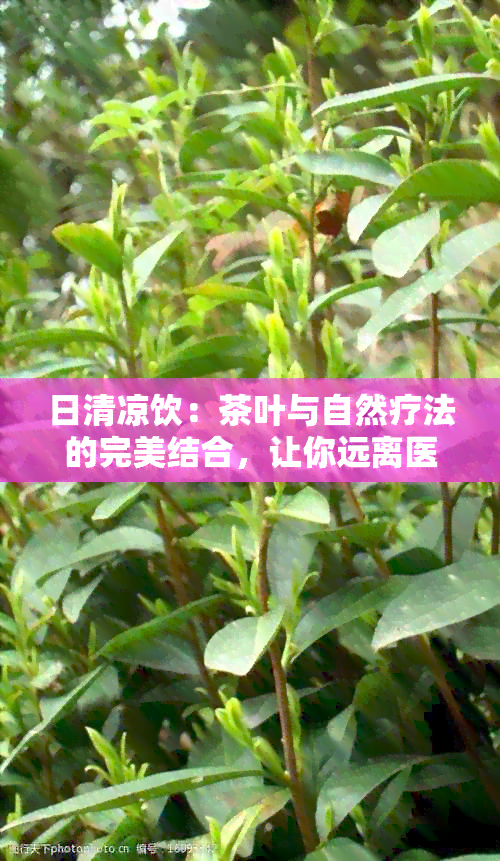 日清凉饮：茶叶与自然疗法的完美结合，让你远离医生的困扰