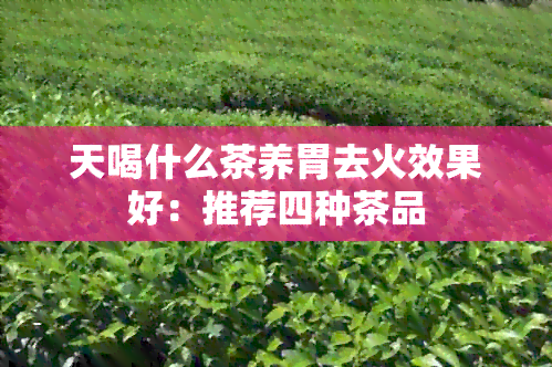 天喝什么茶养胃去火效果好：推荐四种茶品