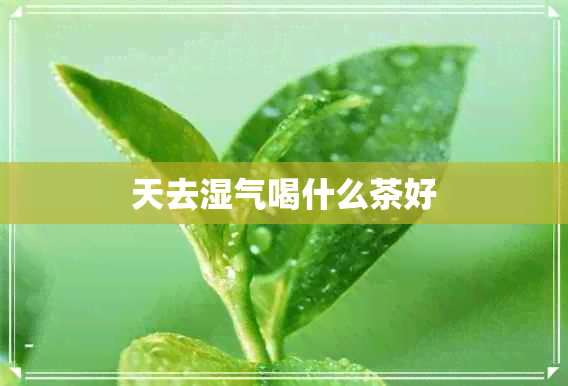 天去湿气喝什么茶好