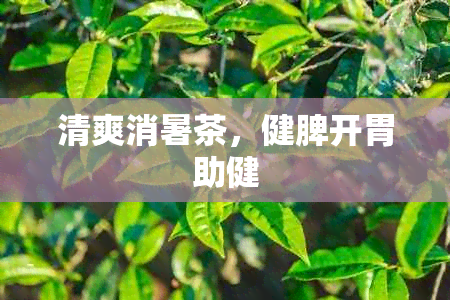 清爽消暑茶，健脾开胃助健