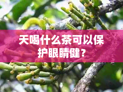 天喝什么茶可以保护眼睛健？