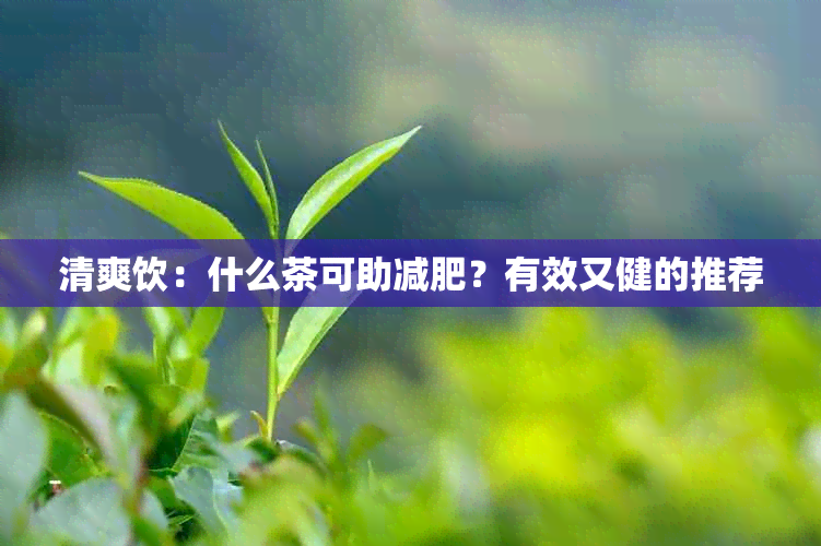 清爽饮：什么茶可助减肥？有效又健的推荐