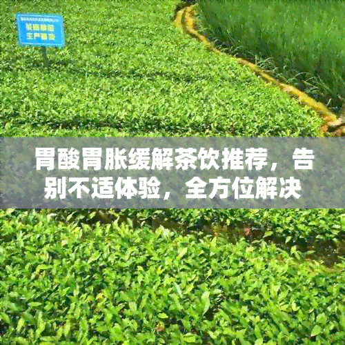 胃酸胃胀缓解茶饮推荐，告别不适体验，全方位解决您的问题！