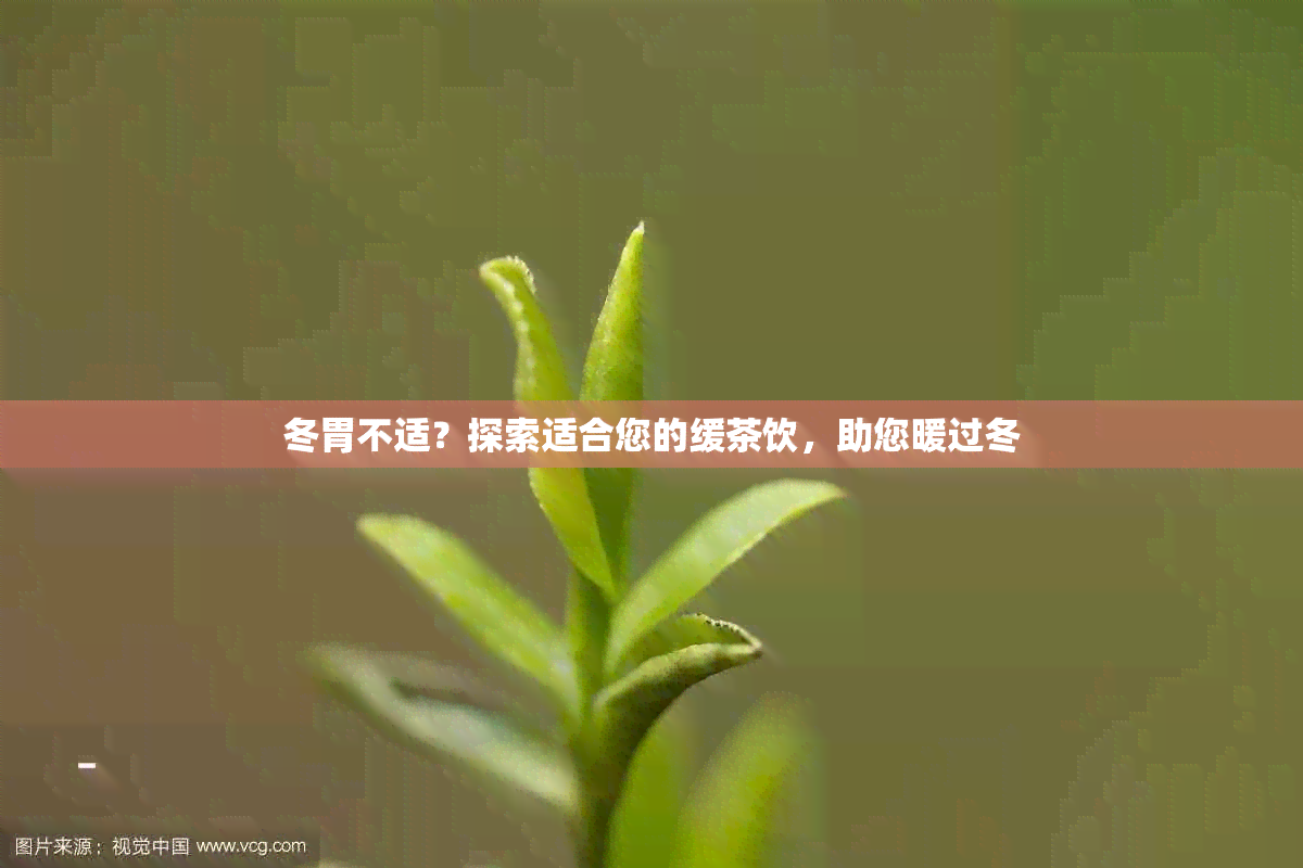 冬胃不适？探索适合您的缓茶饮，助您暖过冬