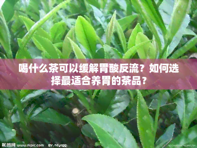 喝什么茶可以缓解胃酸反流？如何选择最适合养胃的茶品？