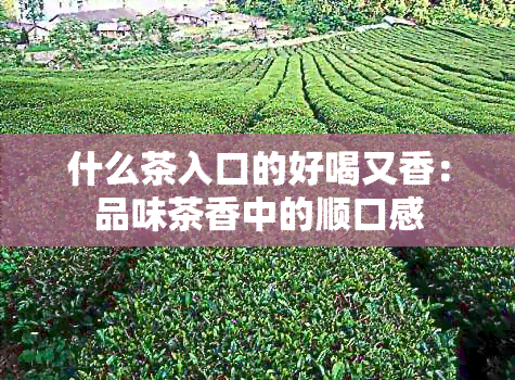 什么茶入口的好喝又香：品味茶香中的顺口感