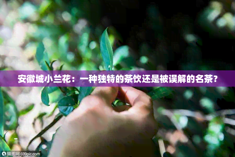 安徽城小兰花：一种独特的茶饮还是被误解的名茶？