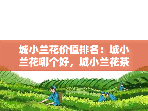 城小兰花价值排名：城小兰花哪个好，城小兰花茶有哪些