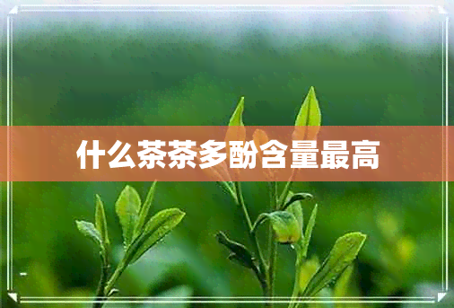 什么茶茶多酚含量更高