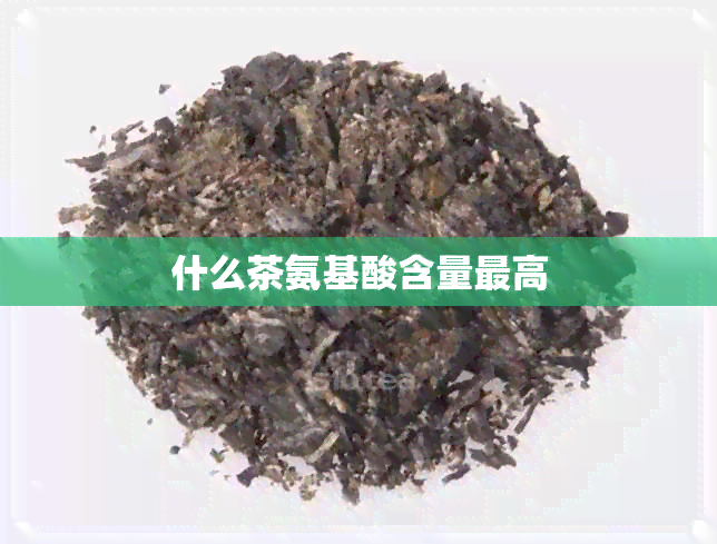 什么茶氨基酸含量更高