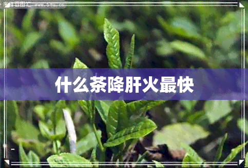 什么茶降肝火最快