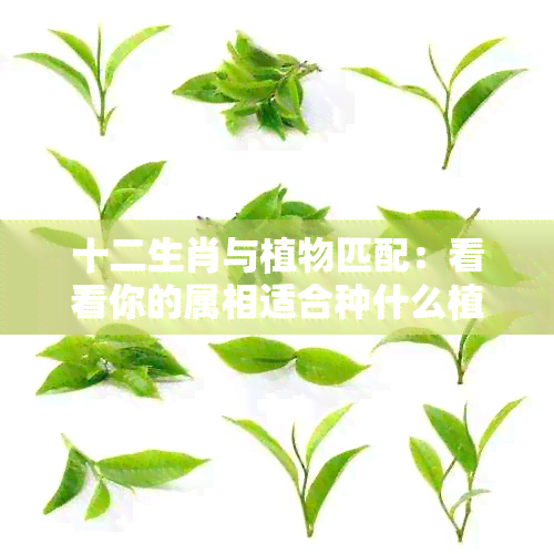 十二生肖与植物匹配：看看你的属相适合种什么植物吧！