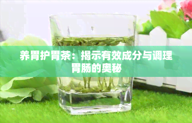 养胃护胃茶：揭示有效成分与调理胃肠的奥秘