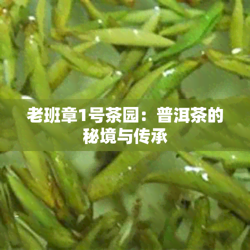 老班章1号茶园：普洱茶的秘境与传承