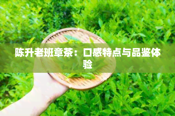 陈升老班章茶：口感特点与品鉴体验