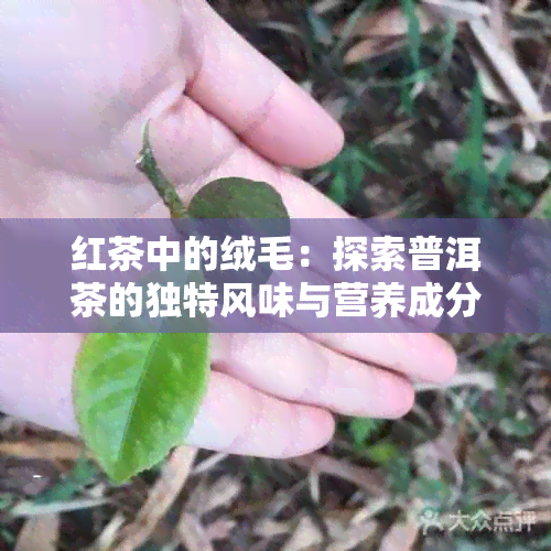 红茶中的绒毛：探索普洱茶的独特风味与营养成分