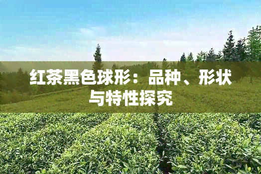 红茶黑色球形：品种、形状与特性探究