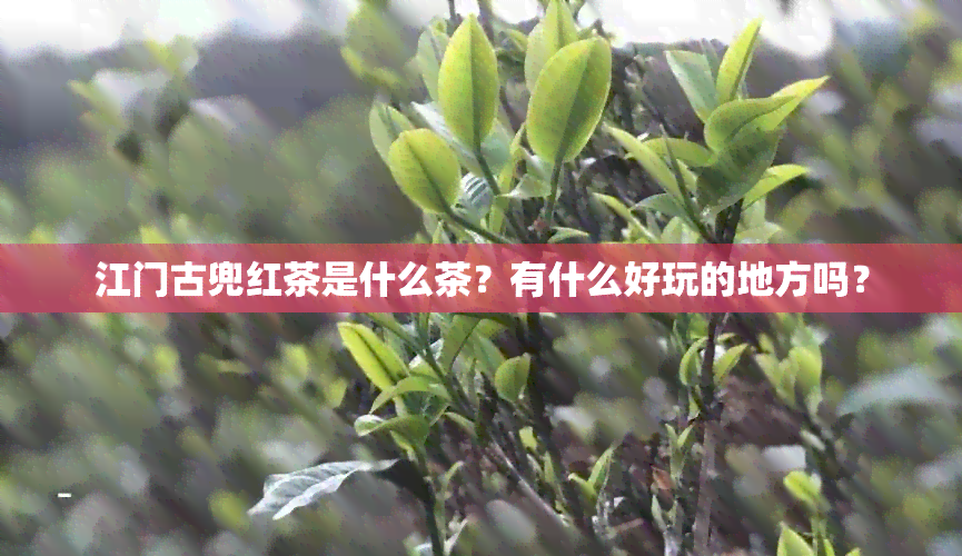 江门古兜红茶是什么茶？有什么好玩的地方吗？