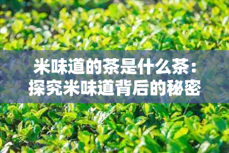 米味道的茶是什么茶：探究米味道背后的秘密茶叶