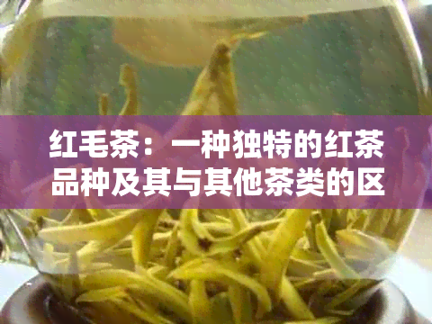 红毛茶：一种独特的红茶品种及其与其他茶类的区别