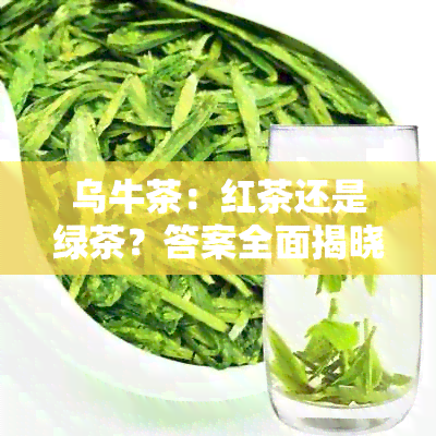 乌牛茶：红茶还是绿茶？答案全面揭晓！