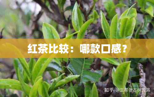 红茶比较：哪款口感？