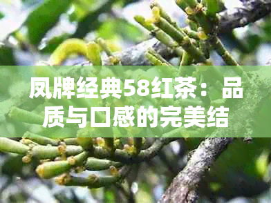 凤牌经典58红茶：品质与口感的完美结合，值得一试！